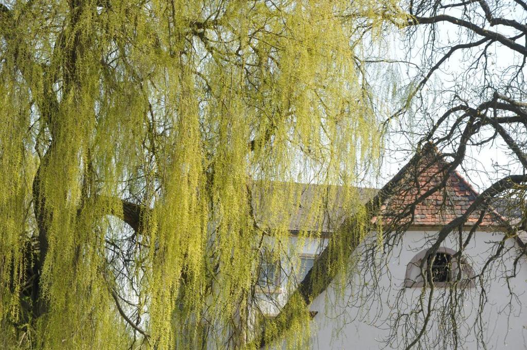 Zeiskamer Muehle Luaran gambar